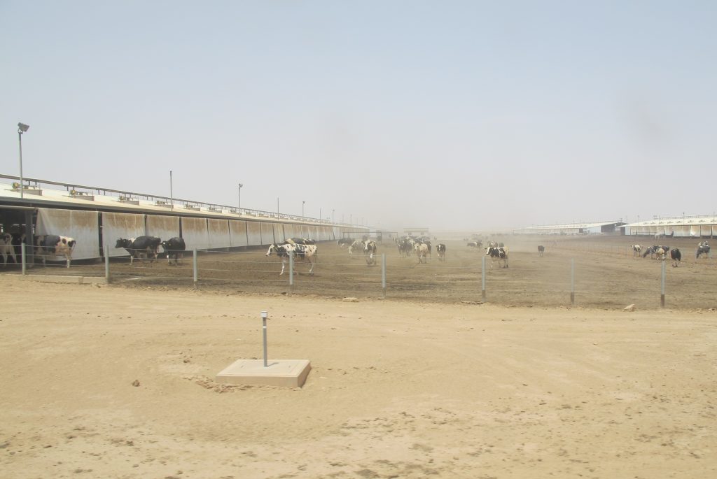 Thousands of cows, but not a pasture in sight!