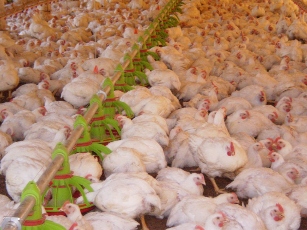 EU disaccredits 20 Brazilian meat plants