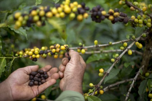 Brasil reduz exportação de café