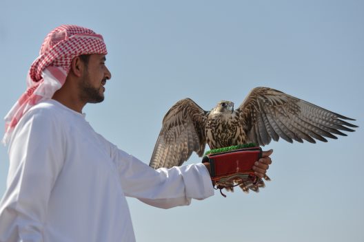 The ancient art of falconry