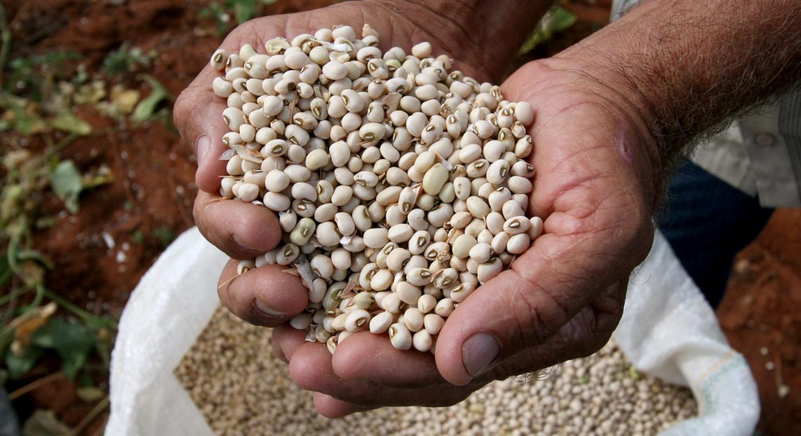 Agricultor mostra feijão produzido na Bahia