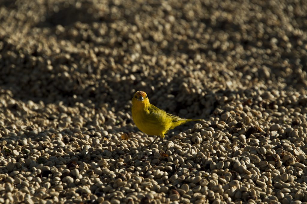Passarinho em terreiro de café em Mococa, SP