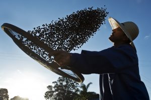 A worker dries organic coffee beans produced at the Fortaleza Environmental Farm in Mococa, some 300 km northeast of Sao Paulo, Brazil on August 6, 2015. AFP PHOTO / NELSON ALMEIDA / AFP PHOTO / NELSON ALMEIDA
