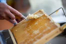 Arábia Saudita abre mercado ao mel brasileiro