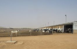 Brazil cracks open Saudi cattle, poultry genetics market