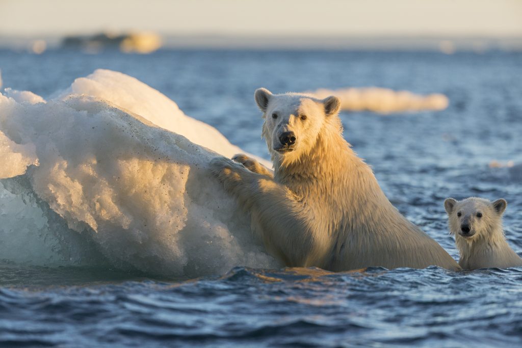 Brasil cancela candidatura para COP-25 COP-25 discutirá a execução do Acordo de Paris sobre o clima