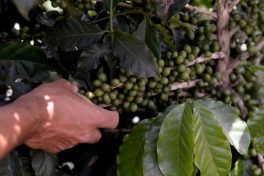 Safra de café do Brasil é recorde, diz IBGE