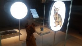 Louvre Abu Dhabi tem exposição sobre animais para crianças
