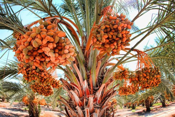 al rwad palestina medjool dates 2