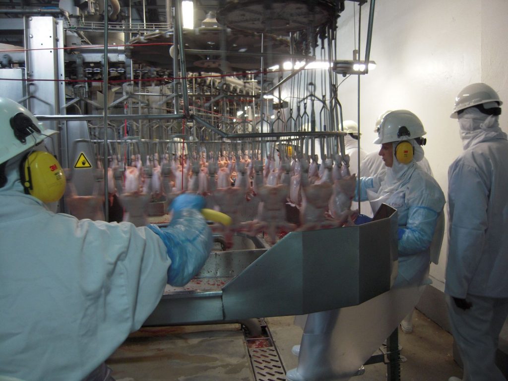 Exportação de frango superou 4 milhões de toneladas em 2018 Indústria de carne de frango no Rio Grande do Sul