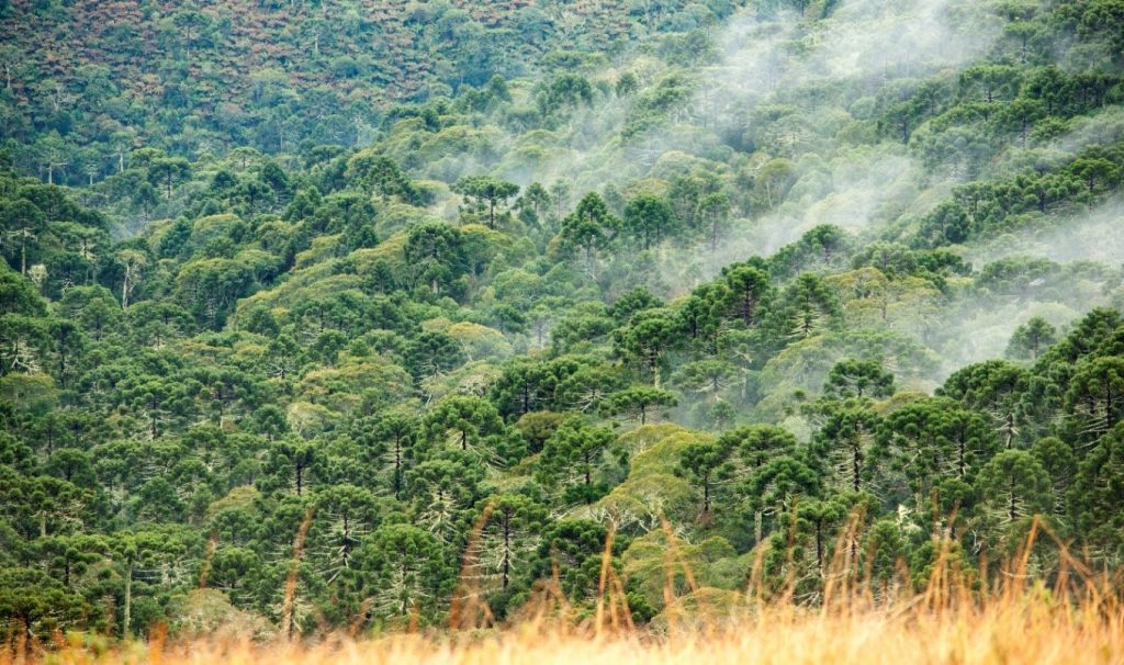 O projeto foi selecionado pela Fundação Mohammed Bin Zayed para Preservação de Espécies, dos Emirados Árabes Unidos, para receber bolsa de um ano.