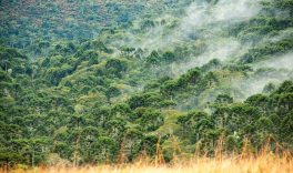 Árabes apoiam estudo sobre araucárias ameaçadas de extinção