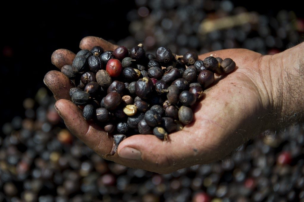 Venda de café do Brasil aos árabes cresce acima da média Café