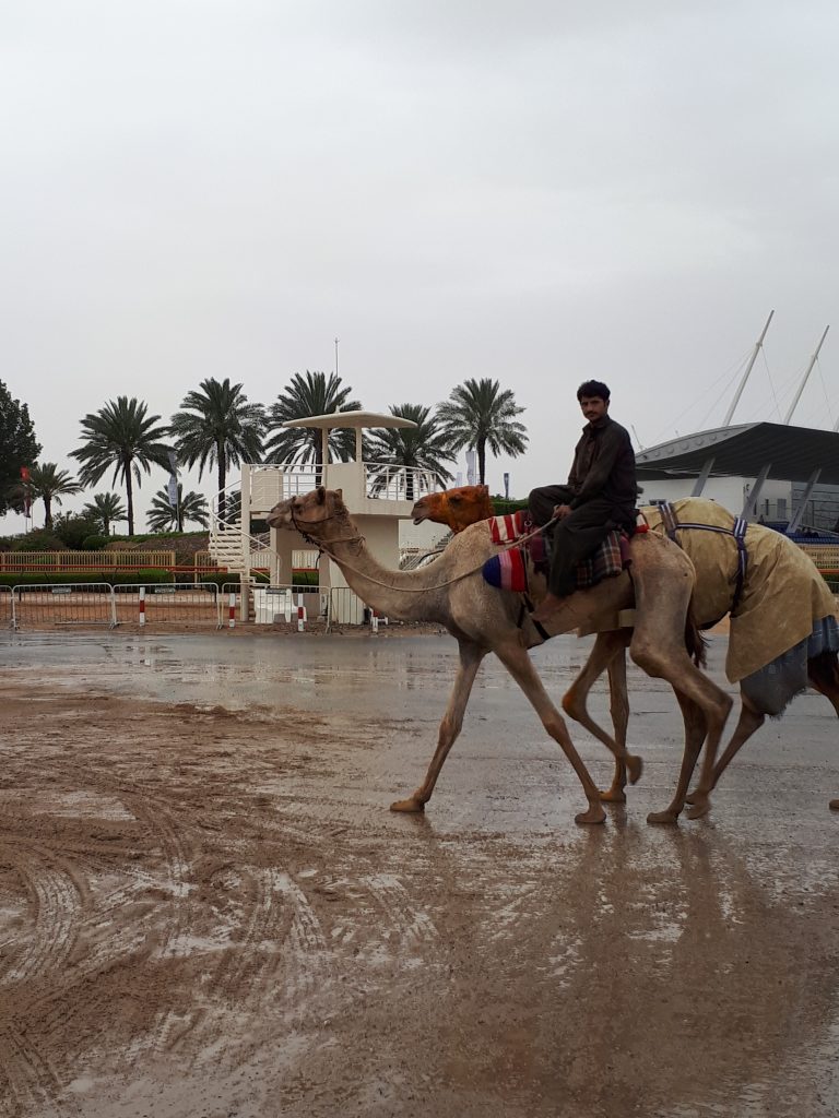 Underwater camel racing - ANBA News Agency