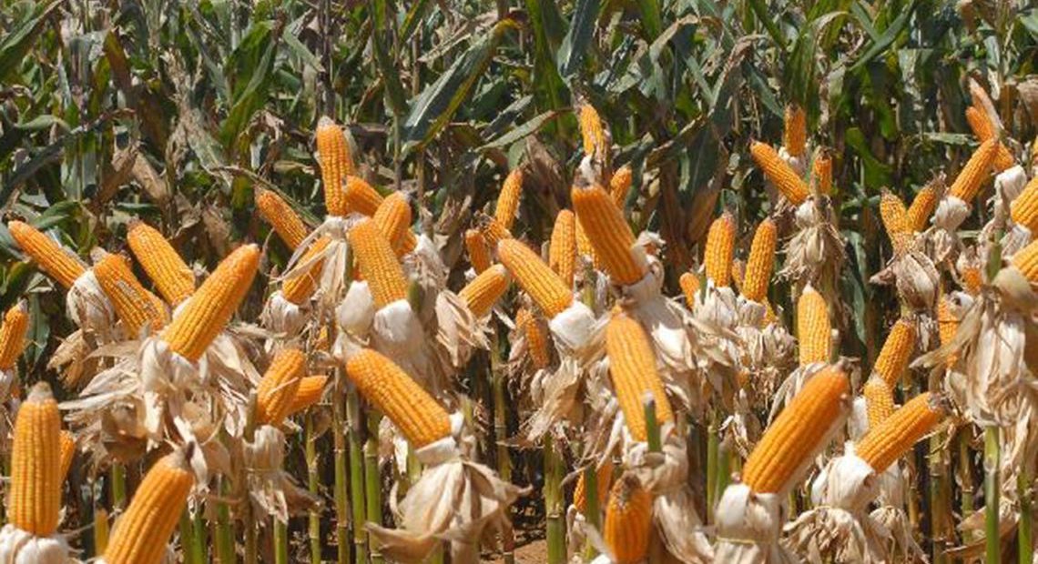 Brazil maize crop poised to be second biggest on record - Agência de ...