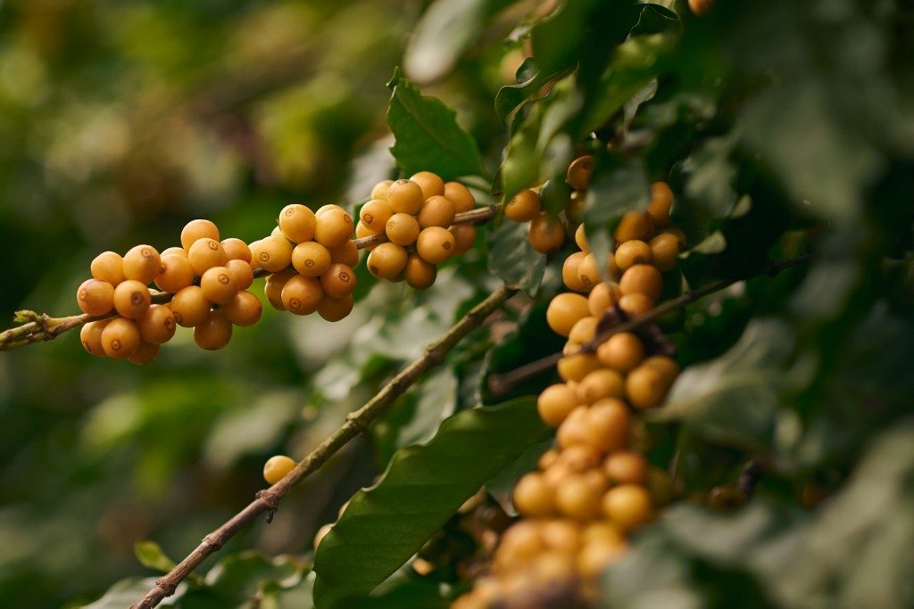 Plantação de café no interior de São Paulo