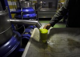 Tunísia espera produção recorde de azeite de oliva