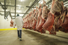 Egypt doubles beef imports from Brazil