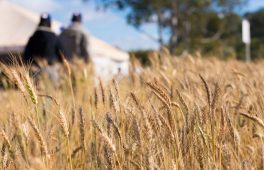 Cerrado brings fresh perspective on wheat harvest in Brazil
