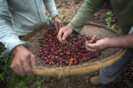 DOUNIAMAG-BRAZIL-ECONOMY-COFFEE-ARABICA