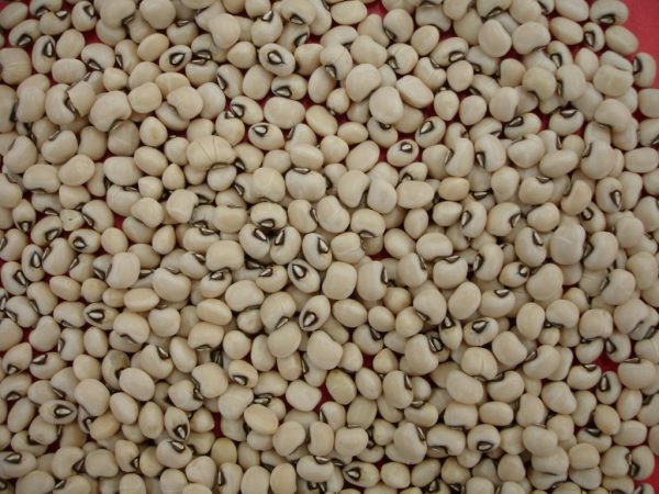 feijaocaupi foto embrapa