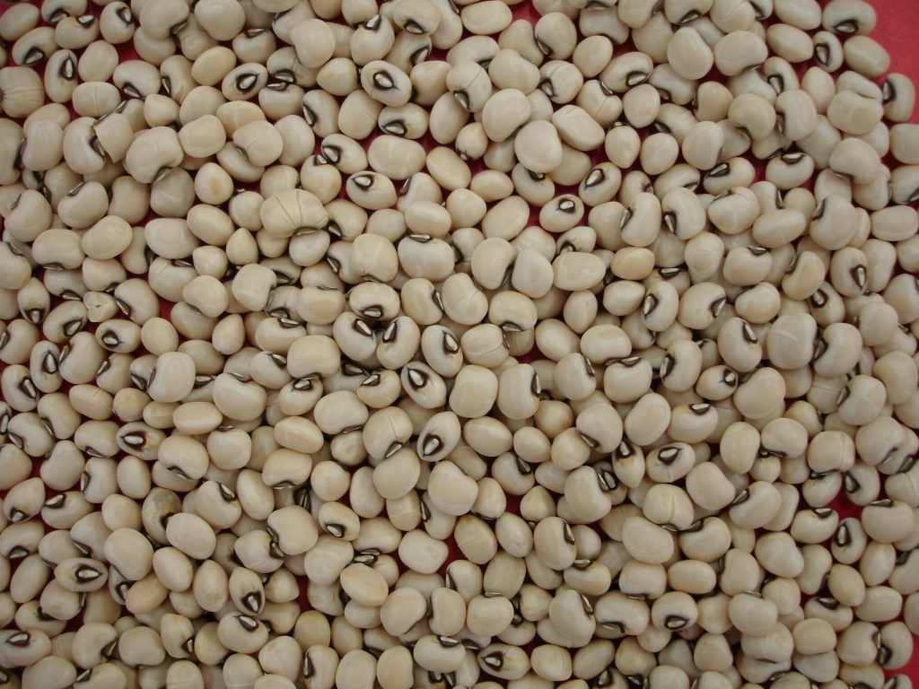 Feijão é exportado para o Egito