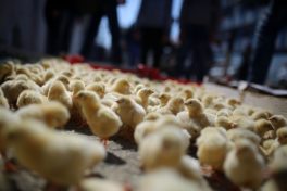 Daily Life Gaza City