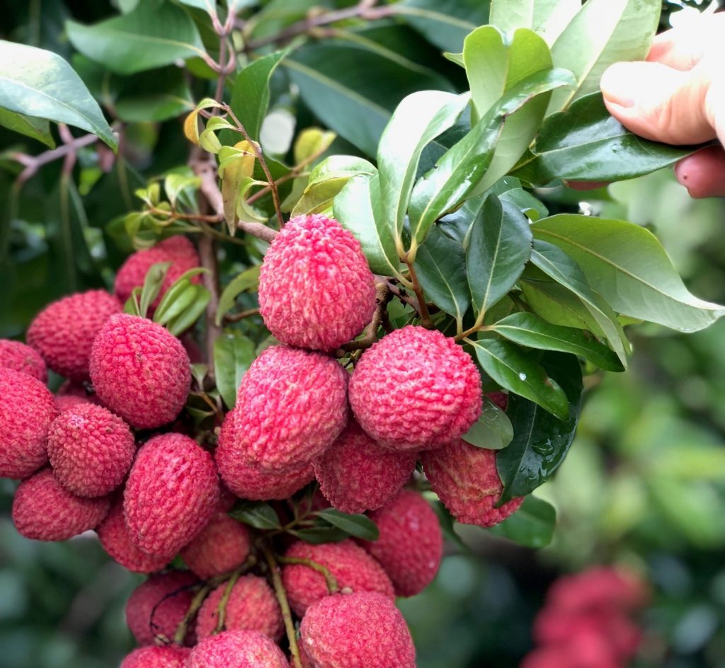 As lichias vermelhas da fazenda Olhos D’Água