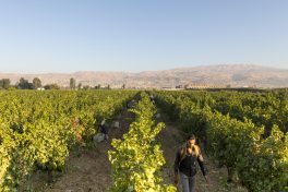 Lebanese winery Domaine Wardy wants to sell to Brazil
