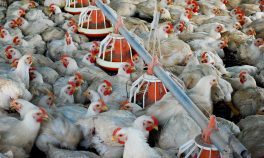 Arábia Saudita e Emirados compram menos frango