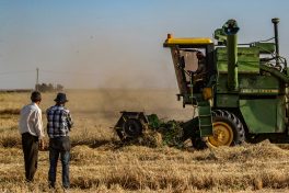 Síria abre licitação para permuta de trigo