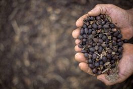 Coffee exports dropped in Oct but climbed year-to-date