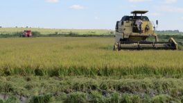 Ruzene quer exportar arroz preto para os árabes