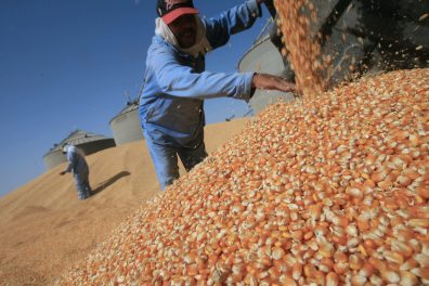 EGYPT-CROPS-AGRICULTURE-GMO