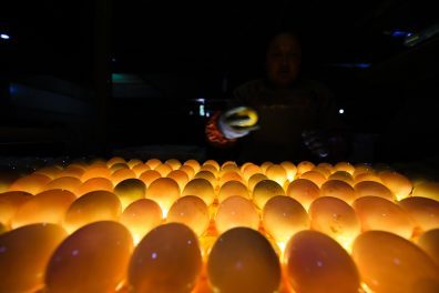 Salted duck eggs production industry in China's Jiangsu