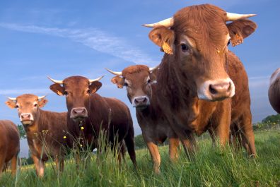 Herd of Heifers at Benoit Latouche Laruscade