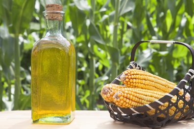 Ears in basket and Corn Oil beside a Corn field