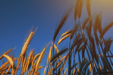 Ripe barley ears in field