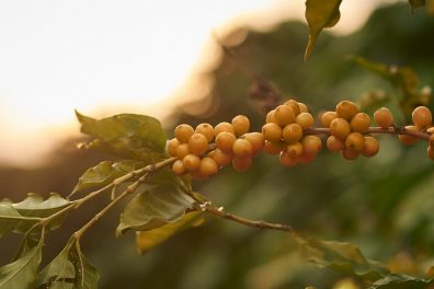 Coffee Production Field In Ribeirao Corrente