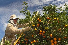 00160_colheita_detalhe