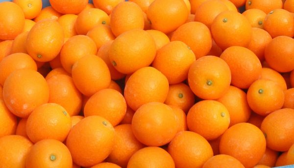 Chinese orange season in Southern Japan