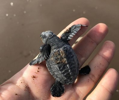 tartaruga oliva sharjah 2