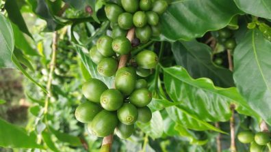 Coffee exports to Arab countries down 17%