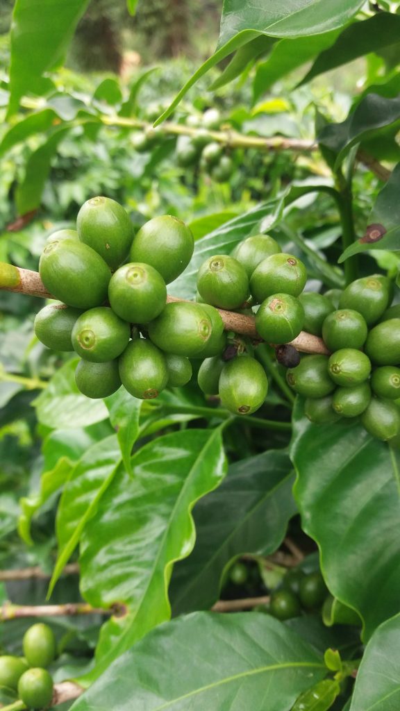 Coffee exports to Arab countries down 17%