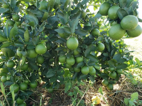 WhatsApp Image 2020-07-03 at 12.59.59