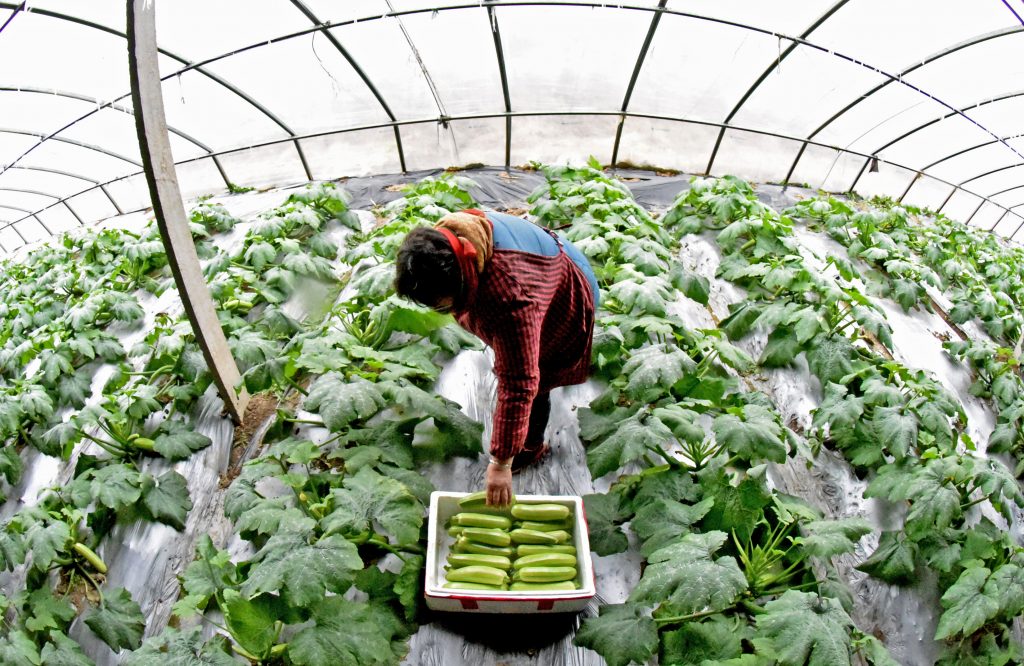 Missão virtual para o agronegócio em Dubai abre inscrições