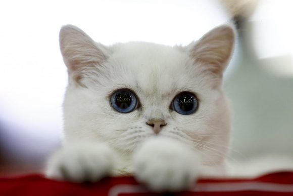 International Cat Show "Catsburg" in Moscow