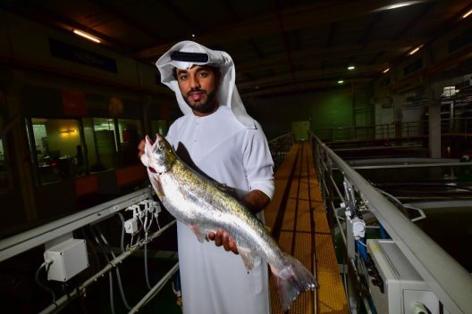 DUBAI-LIVESTOCK-SALMON