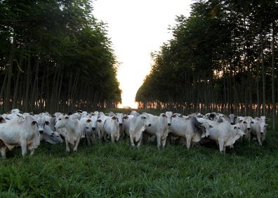 CarneCarbonoNeutro_ilpf