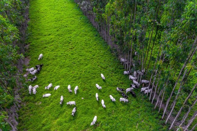 fabiano bastos embrapa carbono neutro